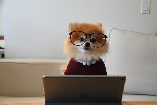 Dog with glasses sitting in front of an IPad